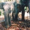 Elephants are Waiting to Carry Load, South Andaman